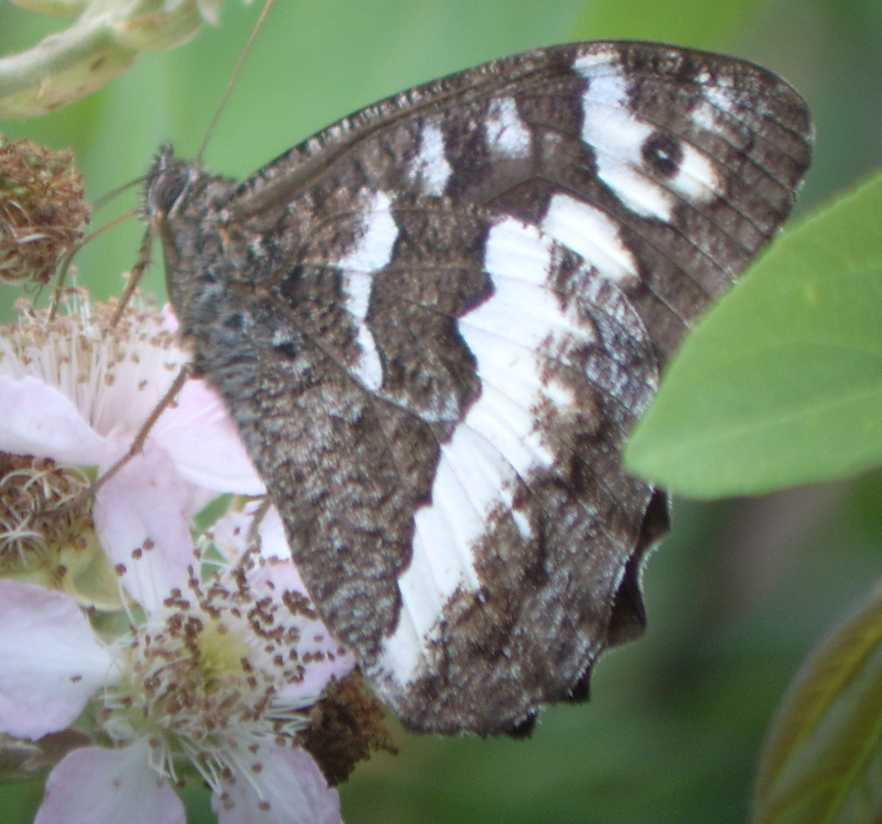 farfalle da identificare